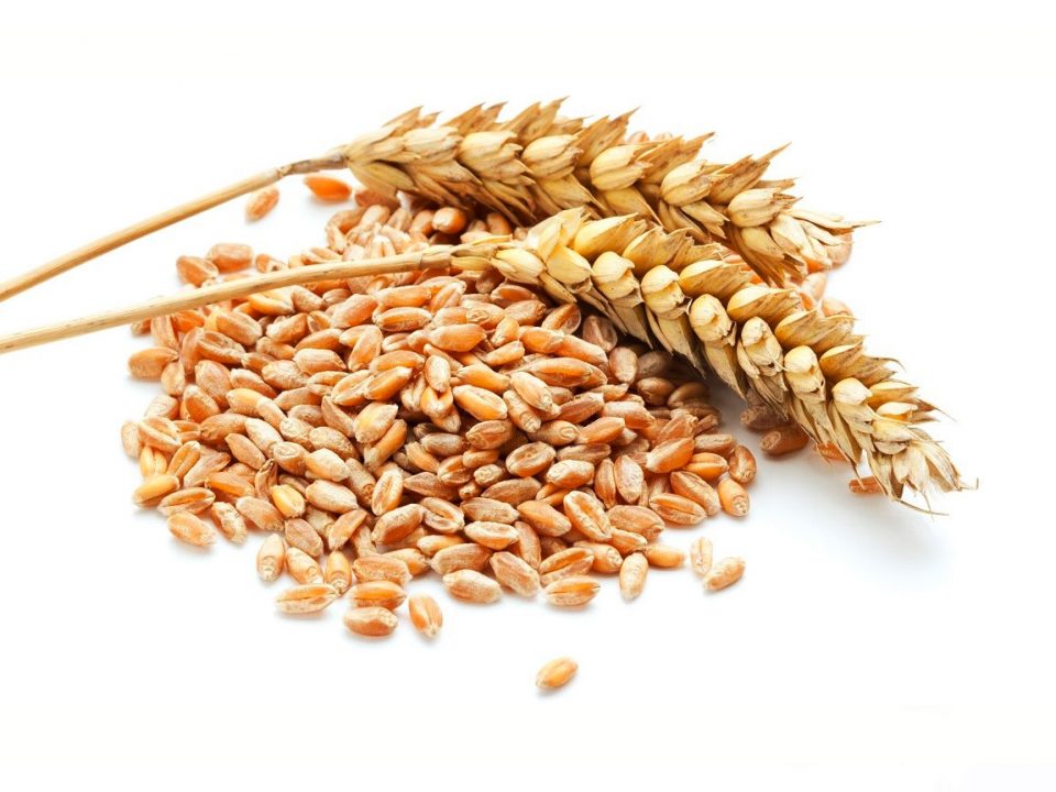 SHENAI WHEAT